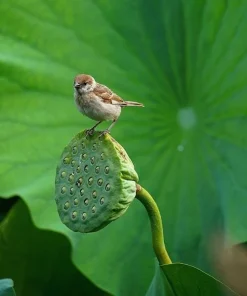 Edible Lotus Seeds Mix – Grow Your Own Aquatic Plants – 5 Seeds for Pond & Container - Image 8