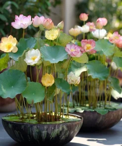 Edible Lotus Seeds Mix – Grow Your Own Aquatic Plants – 5 Seeds for Pond & Container - Image 9