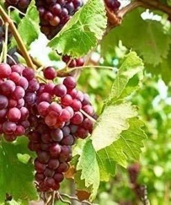 Einset Seedless Grape Vine Live Plant - 1-2 Yr Old - Red Fruit - Outdoor - Image 2