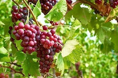 Einset Seedless Grape Vine Live Plant - 1-2 Yr Old - Red Fruit - Outdoor - Image 2