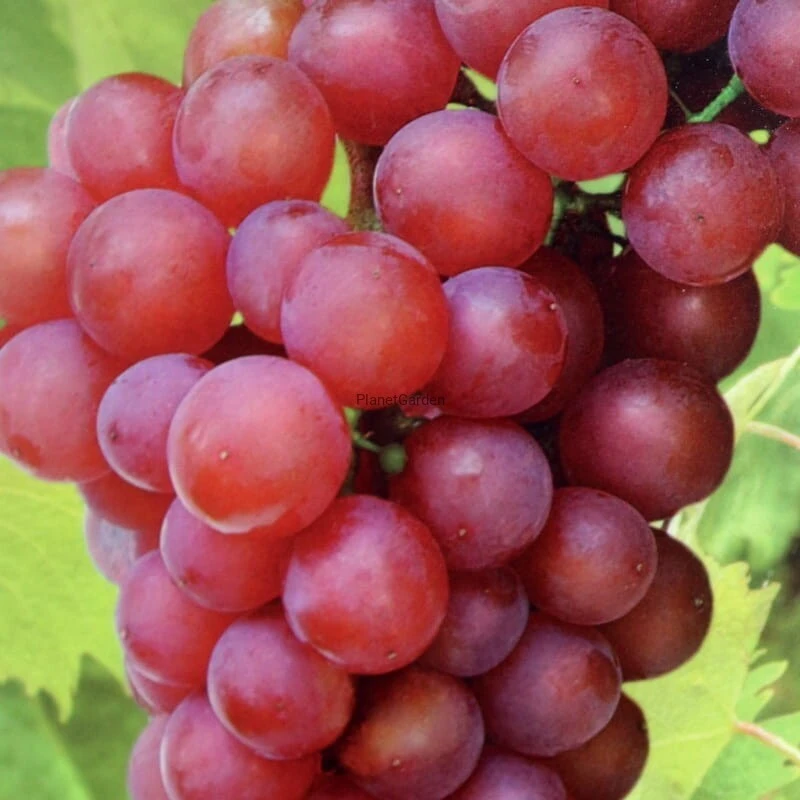Einset Seedless Grape Vine Live Plant - 1-2 Yr Old - Red Fruit - Outdoor - Image 3