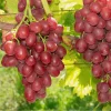 Einset Seedless Grape Vine Live Plant - 1-2 Yr Old - Red Fruit - Outdoor - Image 1