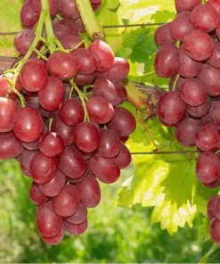 Einset Seedless Grape Vine Live Plant - 1-2 Yr Old - Red Fruit - Outdoor - Image 1