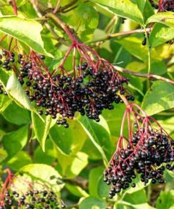 Elderberry Bareroot Plant – Set of 2 – 1-2 Ft Tall – Fast Growing Fruiting Shrub - Image 2