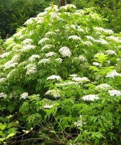 Elderberry Bareroot Plant – Set of 2 – 1-2 Ft Tall – Fast Growing Fruiting Shrub - Image 3