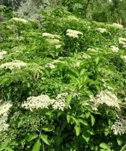 Elderberry Bareroot Plant – Set of 2 – 1-2 Ft Tall – Fast Growing Fruiting Shrub - Image 4