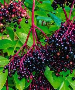 Elderberry Bareroot Plant – Set of 2 – 1-2 Ft Tall – Fast Growing Fruiting Shrub - Image 5