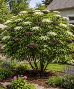 Elderberry Bareroot Plant – Set of 2 – 1-2 Ft Tall – Fast Growing Fruiting Shrub - Image 6