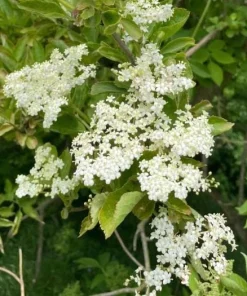 Elderberry Bareroot Plant – Set of 2 – 1-2 Ft Tall – Fast Growing Fruiting Shrub - Image 7