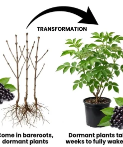 Elderberry Bareroot Plant – Set of 2 – 1-2 Ft Tall – Fast Growing Fruiting Shrub - Image 8