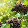 Elderberry Bareroot Plant – Set of 2 – 1-2 Ft Tall – Fast Growing Fruiting Shrub - Image 1
