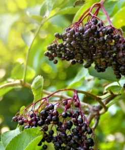 Elderberry Bareroot Plant – Set of 2 – 1-2 Ft Tall – Fast Growing Fruiting Shrub - Image 1