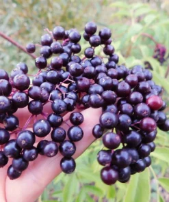 Elderberry Live Plant - Healthy Edible Shrub - 1 Count - Outdoor - Image 2