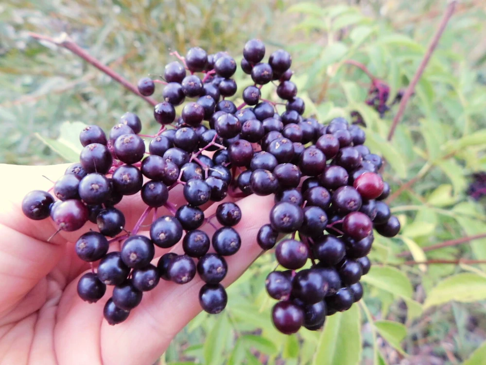 Elderberry Live Plant - Healthy Edible Shrub - 1 Count - Outdoor - Image 2