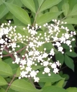 Elderberry Live Plant - Healthy Edible Shrub - 1 Count - Outdoor - Image 3