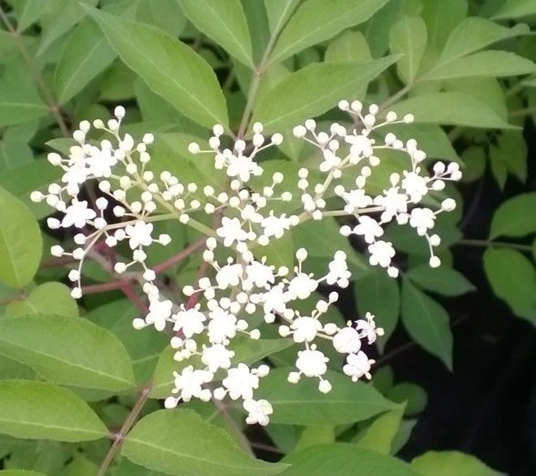 Elderberry Live Plant - Healthy Edible Shrub - 1 Count - Outdoor - Image 3