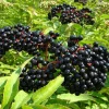 Elderberry Live Plant - Healthy Edible Shrub - 1 Count - Outdoor - Image 1