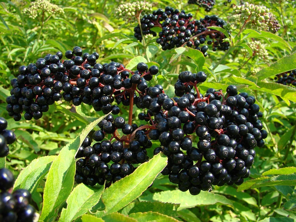 Elderberry Live Plant - Healthy Edible Shrub - 1 Count - Outdoor - Image 1
