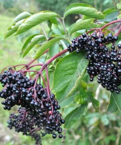 Elderberry Live Plant - Rooted Edible Shrub - Outdoor Fruit Bush - Image 3