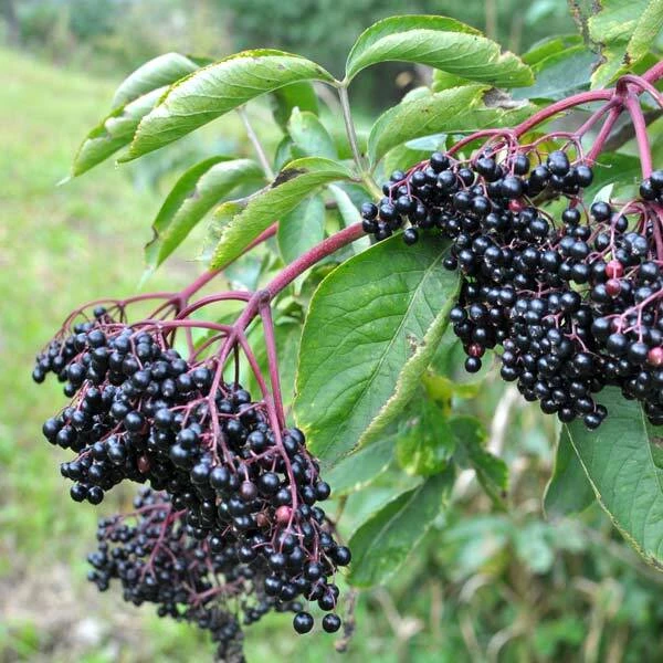 Elderberry Live Plant - Rooted Edible Shrub - Outdoor Fruit Bush - Image 3