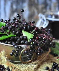 Elderberry Live Plant - Rooted Edible Shrub - Outdoor Fruit Bush - Image 4