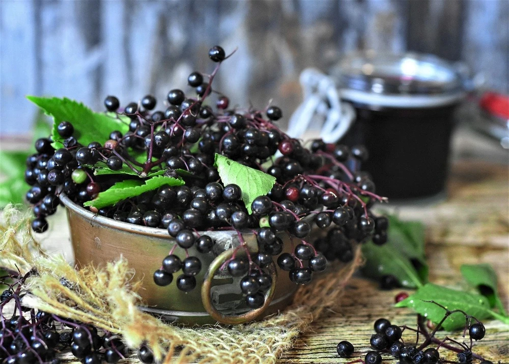 Elderberry Live Plant - Rooted Edible Shrub - Outdoor Fruit Bush - Image 4