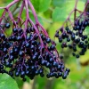 Elderberry Live Plant - Rooted Edible Shrub - Outdoor Fruit Bush - Image 1