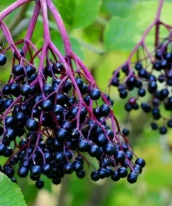 Elderberry Live Plant - Rooted Edible Shrub - Outdoor Fruit Bush - Image 1