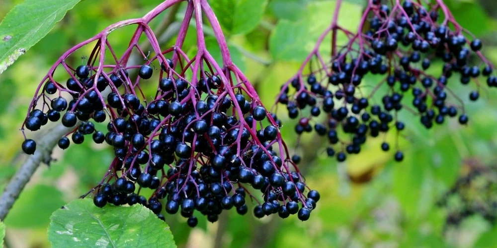 Elderberry Live Plant - Rooted Edible Shrub - Outdoor Fruit Bush - Image 1