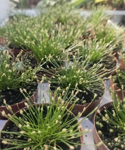 Eleocharis Radicans Live Aquatic Plant - Bonsai Hairgrass 2in Pot for Aquarium Terrarium - Image 2