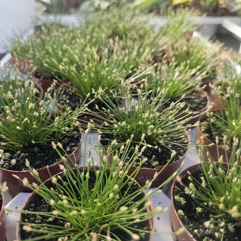 Eleocharis Radicans Live Aquatic Plant - Bonsai Hairgrass 2in Pot for Aquarium Terrarium - Image 2