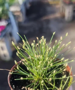 Eleocharis Radicans Live Aquatic Plant - Bonsai Hairgrass 2in Pot for Aquarium Terrarium - Image 3
