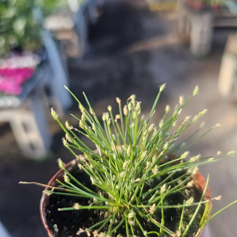 Eleocharis Radicans Live Aquatic Plant - Bonsai Hairgrass 2in Pot for Aquarium Terrarium - Image 3