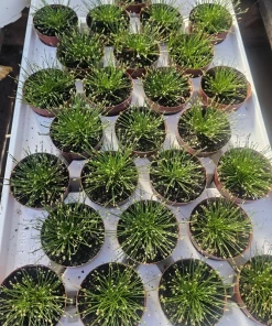 Eleocharis Radicans Live Aquatic Plant - Bonsai Hairgrass 2in Pot for Aquarium Terrarium - Image 4