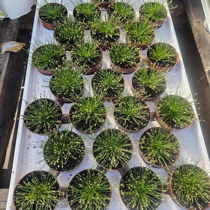 Eleocharis Radicans Live Aquatic Plant - Bonsai Hairgrass 2in Pot for Aquarium Terrarium - Image 4