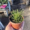 Eleocharis Radicans Live Aquatic Plant - Bonsai Hairgrass 2in Pot for Aquarium Terrarium - Image 1