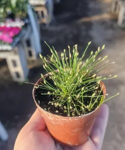 Eleocharis Radicans Live Aquatic Plant - Bonsai Hairgrass 2in Pot for Aquarium Terrarium - Image 1