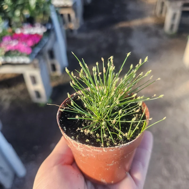 Eleocharis Radicans Live Aquatic Plant - Bonsai Hairgrass 2in Pot for Aquarium Terrarium - Image 1
