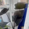 Elephant Ear Live Plant - Black or Green Alocasia Potted Houseplant - Image 1