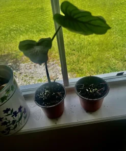 Elephant Ear Live Plant - Black or Green Variety - Potted Houseplant - Image 2