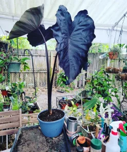 Elephant Ear Live Plant - Black or Green Variety - Potted Houseplant - Image 4