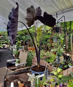Elephant Ear Live Plant - Black or Green Variety - Potted Houseplant - Image 5