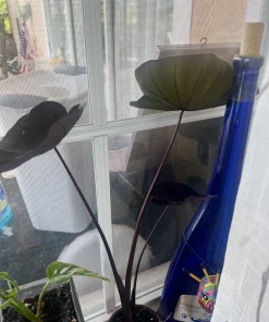 Elephant Ear Live Plant - Black or Green Variety - Potted Houseplant - Image 1