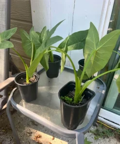 Elephant Ear Live Plant - Large Tropical Alocasia Garden & Patio Plant - Image 2