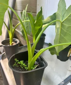 Elephant Ear Live Plant - Large Tropical Alocasia Garden & Patio Plant - Image 3