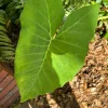 Elephant Ear Live Plant - Large Tropical Alocasia Garden & Patio Plant - Image 1