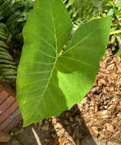 Elephant Ear Live Plant - Large Tropical Alocasia Garden & Patio Plant - Image 1