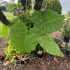 Elephant Ear Live Plant - Tropical Alocasia Ornamental Foliage Plant in Pot - Image 1