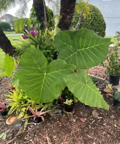 Elephant Ear Live Plant - Tropical Alocasia Ornamental Foliage Plant in Pot - Image 1