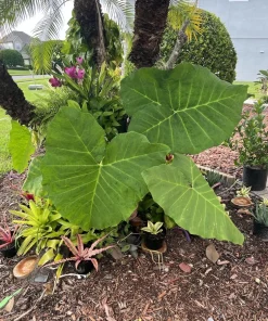 Elephant Ear Live Plant – Tropical Foliage – Large Leaves – Indoor & Outdoor - Image 2